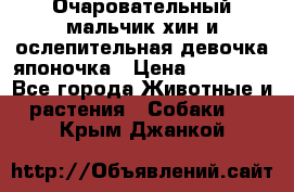 Очаровательный мальчик хин и ослепительная девочка японочка › Цена ­ 16 000 - Все города Животные и растения » Собаки   . Крым,Джанкой